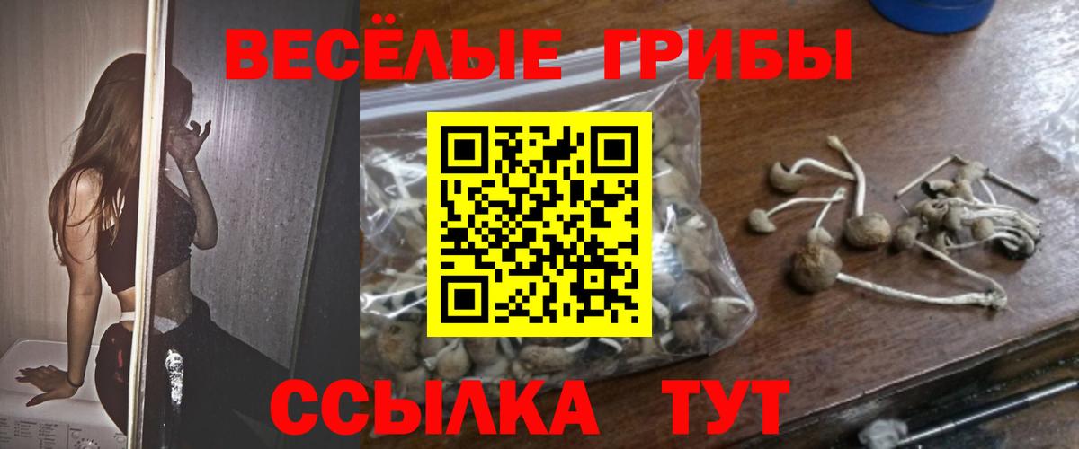 Псилоцибиновые грибы Psilocybine cubensis  Чебоксары 
